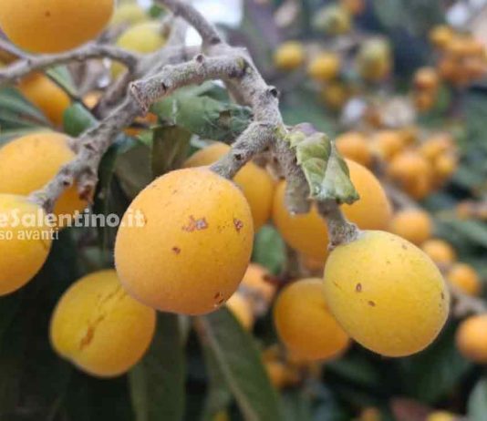 Eccellenze gastronomiche salentine: le Nespole