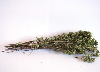 Eccellenze gastronomiche salentine: Origano