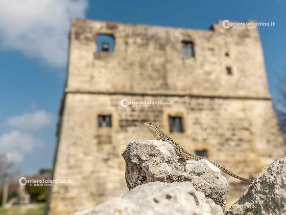 La Fauna del Salento: La lucertola campestre, carta d’identità del rettile più diffuso d'Italia - Corriere Salentino