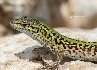La Fauna del Salento: La lucertola campestre, carta d’identità del rettile più diffuso d’Italia