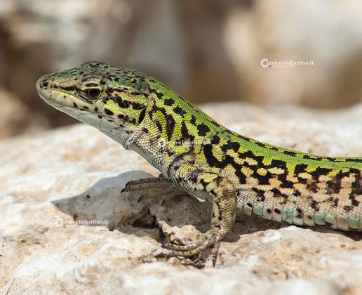 La Fauna del Salento: La lucertola campestre, carta d’identità del rettile più diffuso d'Italia - Corriere Salentino