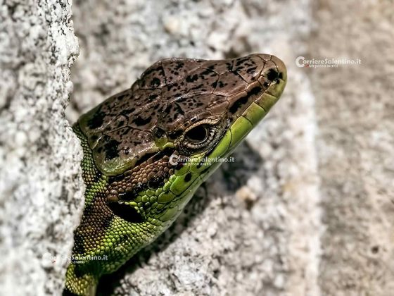 La Fauna del Salento: La lucertola campestre, carta d’identità del rettile più diffuso d'Italia - Corriere Salentino