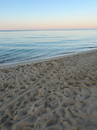 Ugento, rinvenuto il primo nido di tartaruga marina della stagione in Puglia - Corriere Salentino