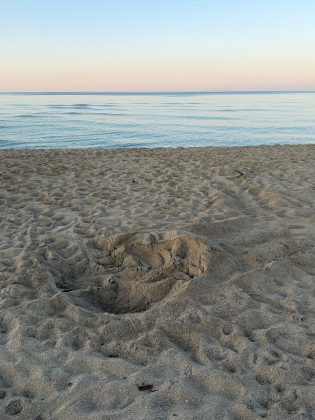 Ugento, rinvenuto il primo nido di tartaruga marina della stagione in Puglia - Corriere Salentino