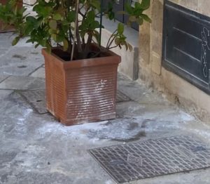 Blatte a Lecce, l’appello dell’assessore Guido: “Stop ai veleni in strada, sono un pericolo gravissimo per bambini e animali” - Corriere Salentino