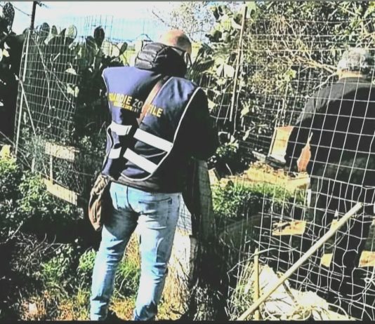 Controlli a tappeto contro maltrattamenti e abbandono degli animali: sequestri e denunce