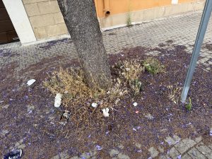 Via Puccini, marciapiedi impercorribili, degrado e allarme dei residenti. Il caso della “villa Massari” - Corriere Salentino