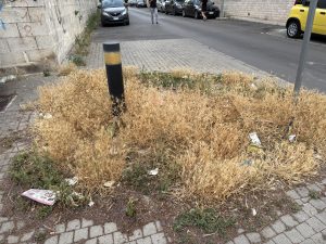 Via Puccini, marciapiedi impercorribili, degrado e allarme dei residenti. Il caso della “villa Massari” - Corriere Salentino