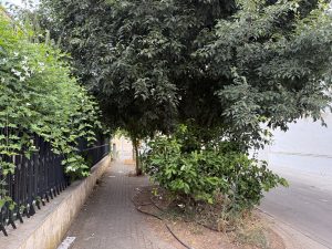 Via Puccini, marciapiedi impercorribili, degrado e allarme dei residenti. Il caso della “villa Massari” - Corriere Salentino