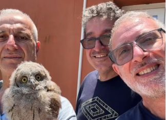 Salvato un assiolo a Nociglia: decisivo l’intervento di alcuni ragazzi e della rete per il recupero della fauna selvatica