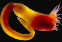 una nuova specie del mediterraneo dedicata ad alberto angela: la scienza rende omaggio alla divulgazione Attualità - Corriere Salentino