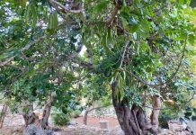 la riscoperta delle “cornule”. come un pasticcere di andrano ha restituito al salento il suo frutto dimenticato” Salento da gustare - Corriere Salentino