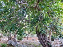 la riscoperta delle “cornule”. come un pasticcere di andrano ha restituito al salento il suo frutto dimenticato” Salento da gustare - Corriere Salentino