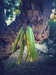 La riscoperta delle “cornule”. Come un pasticcere di Andrano ha restituito al Salento il suo frutto dimenticato" - Corriere Salentino