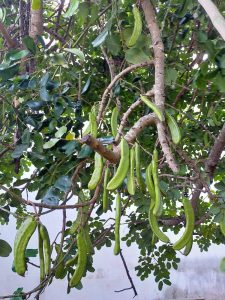 La riscoperta delle “cornule”. Come un pasticcere di Andrano ha restituito al Salento il suo frutto dimenticato" - Corriere Salentino