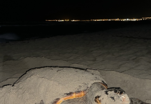 tartarughe marine: il centro recupero di calimera cerca volontari per il monitoraggio delle spiagge in provincia di lecce Attualità - Corriere Salentino
