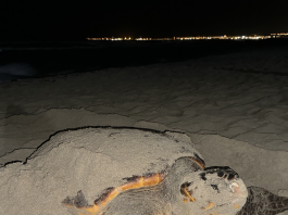 tartarughe marine: il centro recupero di calimera cerca volontari per il monitoraggio delle spiagge in provincia di lecce Attualità - Corriere Salentino