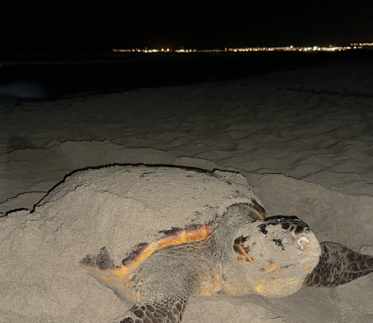 Tartarughe marine: il Centro Recupero di Calimera cerca volontari per il monitoraggio delle spiagge in provincia di Lecce