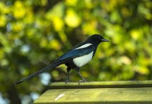 la fauna del salento: la gazza Attualità - Corriere Salentino