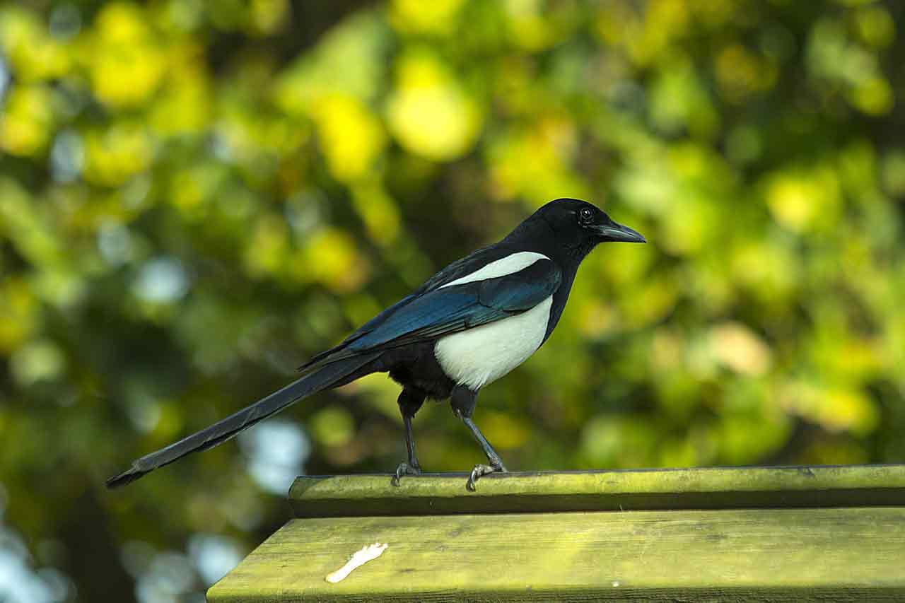 La Fauna del Salento: La gazza - Corriere Salentino Lecce