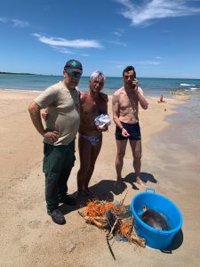 Doppio intervento a tutela della fauna selvatica: salvate una tartaruga marina e un cucciolo di volpe - Corriere Salentino