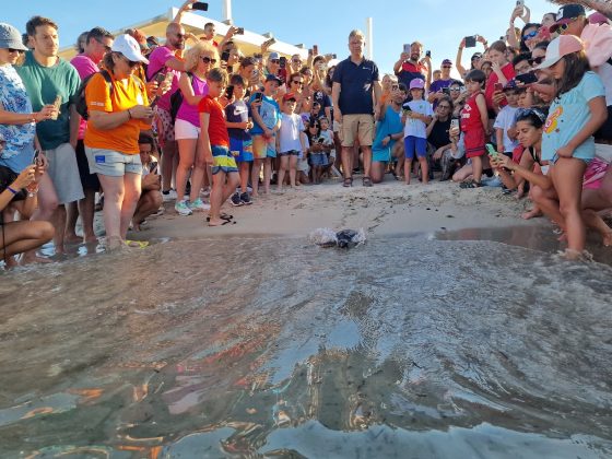 Torneo nazionale veterinari: nell’edizione dedicata a Torre Guaceto, i medici donano alla riserva un macchinario per la cura delle tartarughe - Corriere Salentino
