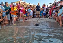 torneo nazionale veterinari: nell’edizione dedicata a torre guaceto, i medici donano alla riserva un macchinario per la cura delle tartarughe Attualità - Corriere Salentino