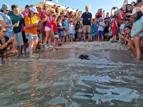 Torneo nazionale veterinari: nell’edizione dedicata a Torre Guaceto, i medici donano alla riserva un macchinario per la cura delle tartarughe - Corriere Salentino