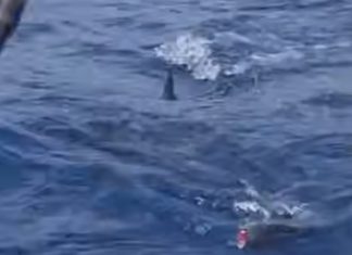Sorpresa al largo di Otranto: grande squalo bianco attacca un tonno appena pescato
