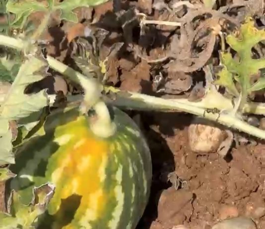 Angurie ‘cotte’ dal sole nel tarantino. Fino al 60% di perdite nei campi tra siccità e temperature estreme
