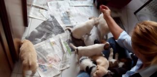 Home - Corriere Salentino