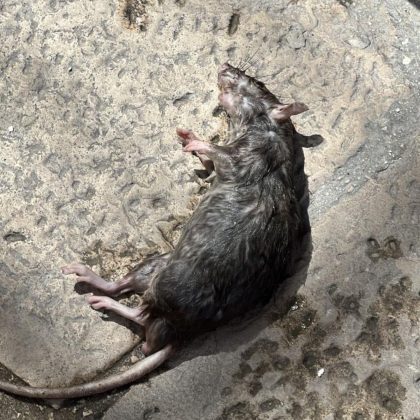 Santa Rosa nella morsa di blatte, topi e degrado: i residenti chiedono interventi immediati - Corriere Salentino