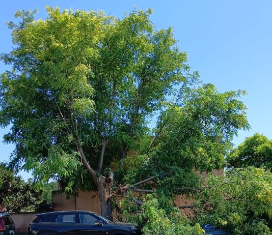 Grosso albero si spezza e crolla sulle auto a Torre dell’Orso: due vetture danneggiate, nessun ferito