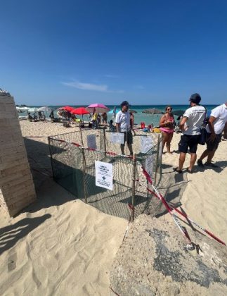 A Porto Cesareo individuato un nuovo nido di Caretta caretta: al via il monitoraggio scientifico e la tutela del sito - Corriere Salentino