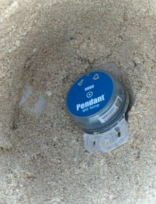 A Porto Cesareo individuato un nuovo nido di Caretta caretta: al via il monitoraggio scientifico e la tutela del sito - Corriere Salentino