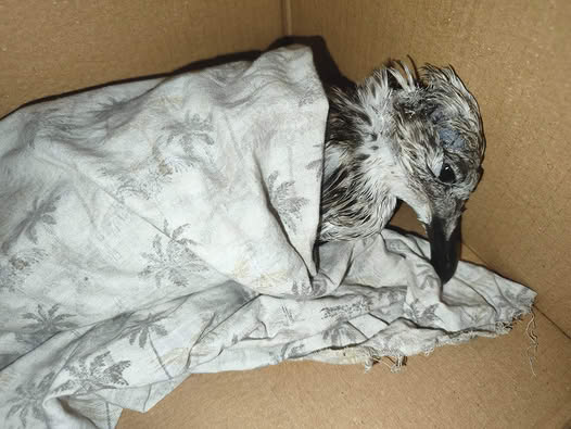 Gabbiano ucciso a pallonate e bottigliate, animalisti presentano una denuncia