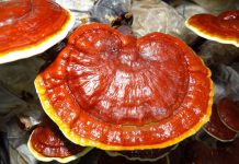 salute e benessere: reishi antivirale Salute - Corriere Salentino