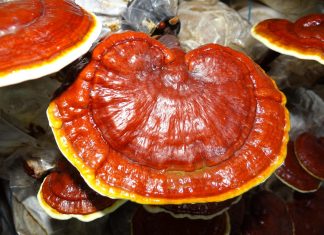 Salute e Benessere: Reishi antivirale