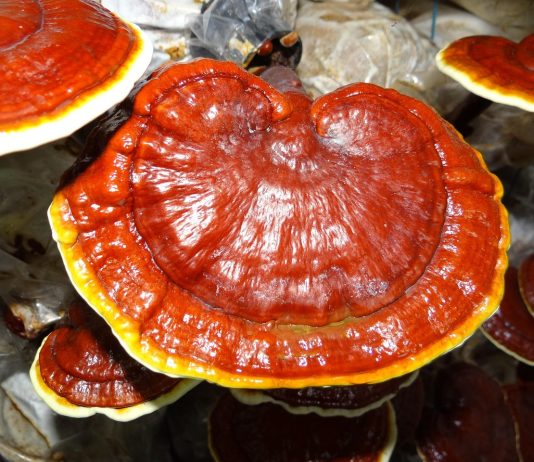Salute e Benessere: Reishi antivirale
