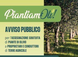 PiantiamOli!, ecco il bando per l’assegnazione gratuita di piante d’olivo