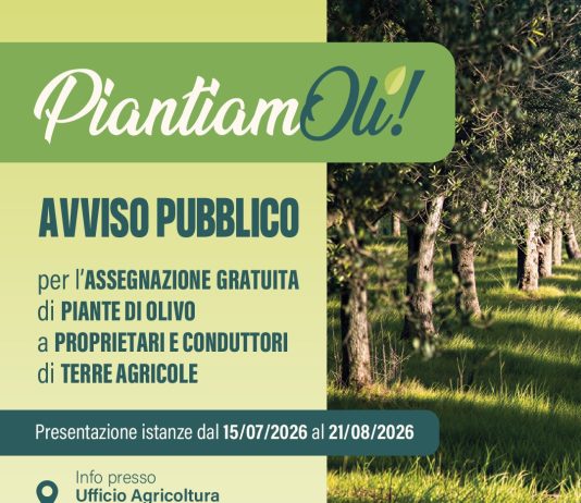PiantiamOli!, ecco il bando per l’assegnazione gratuita di piante d’olivo