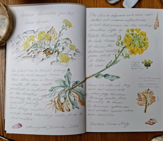 Arte e scienza da Tuglie a Londra: Nunzia Imperiale dipinge la flora salentina per l’opera planetaria della SBA