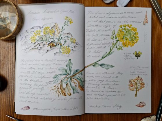 Arte e scienza da Tuglie a Londra: Nunzia Imperiale dipinge la flora salentina per l'opera planetaria della SBA - Corriere Salentino