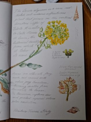 Arte e scienza da Tuglie a Londra: Nunzia Imperiale dipinge la flora salentina per l'opera planetaria della SBA - Corriere Salentino