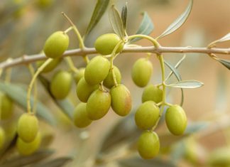Dall’olio extravergine alla cosmesi naturale: l’evoluzione della famiglia Negro Valiani