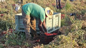 Diritti in campo, 15 anni dopo lo sciopero dei migranti - Corriere Salentino