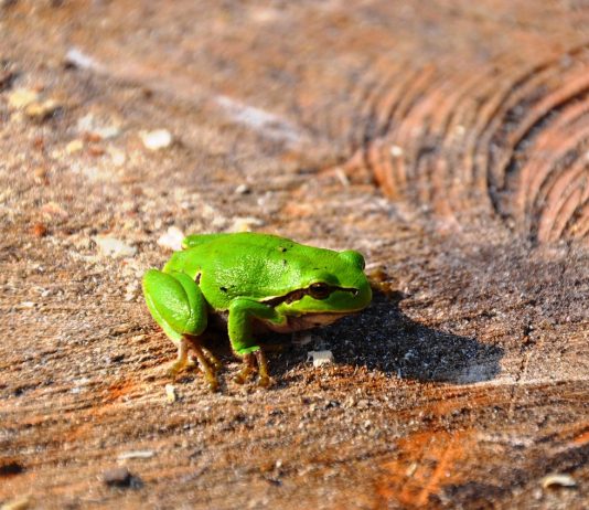 Fauna del Salento: La raganella, l’anfibio che si crede un igrometro