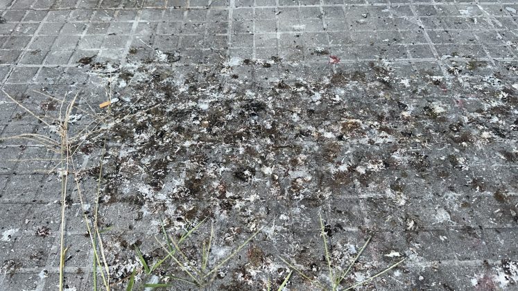 Santa Rosa nella morsa di blatte, topi e degrado: i residenti chiedono interventi immediati - Corriere Salentino