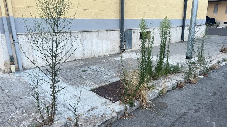 Santa Rosa nella morsa di blatte, topi e degrado: i residenti chiedono interventi immediati - Corriere Salentino