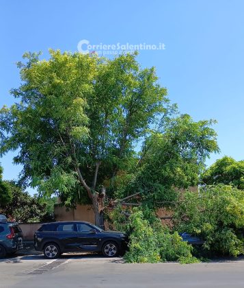Grosso albero si spezza e crolla sulle auto a Torre dell’Orso: due vetture danneggiate, nessun ferito - Corriere Salentino